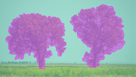 template card: Tree Semantic Segmentation